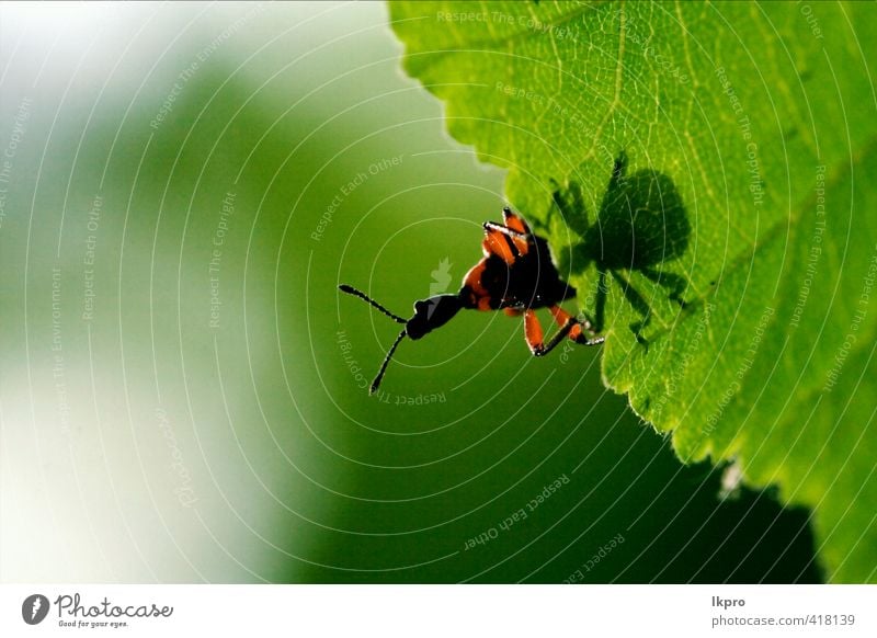 Daunen von wilden roten Carabidae coccinellidae coccinellidae Natur Pflanze Gras Blatt Weiche Pfote Linie braun grün schwarz Farbe Marienkäfer