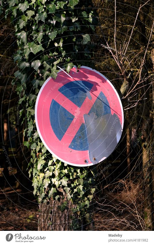 Strenges Halteverbot an einem mit Efeu überwucherten Baumstamm im Sonnenschein in Oerlinghausen bei Bielefeld im Teutoburger Wald in Ostwestfalen-Lippe