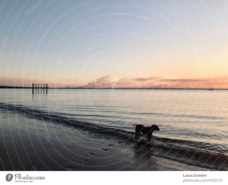 Der Rauch, Hund und das Meer im Sonnenuntergang Strand Hunde Familienhund Hunde am Strand Tier Tierporträt Hundeauslauf Hundeausführen Außenaufnahme