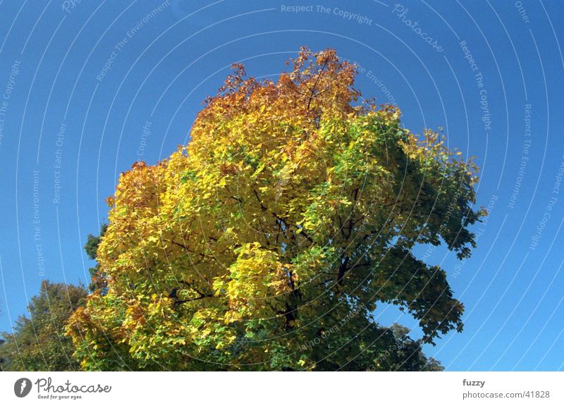 Herbstbaum Jahreszeiten Blätter