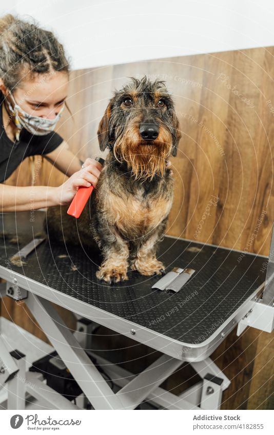 Frau kämmt das Fell eines bezaubernden reinrassigen Hundes Hundefrisörin Rauhhaardackel Kamm Veterinär Verfahren Pflege Salon COVID Stammbaum COVID19