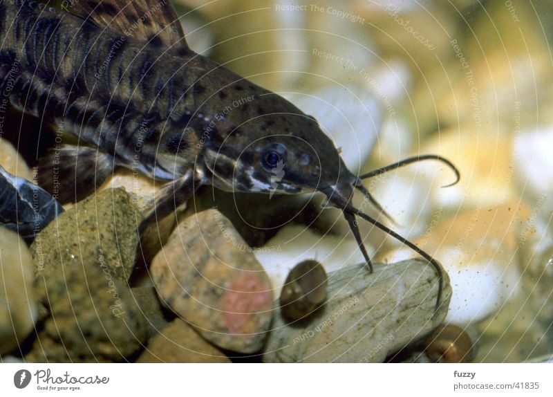 Schwielenwels Zierfische Aquarium Wels Makroaufnahme