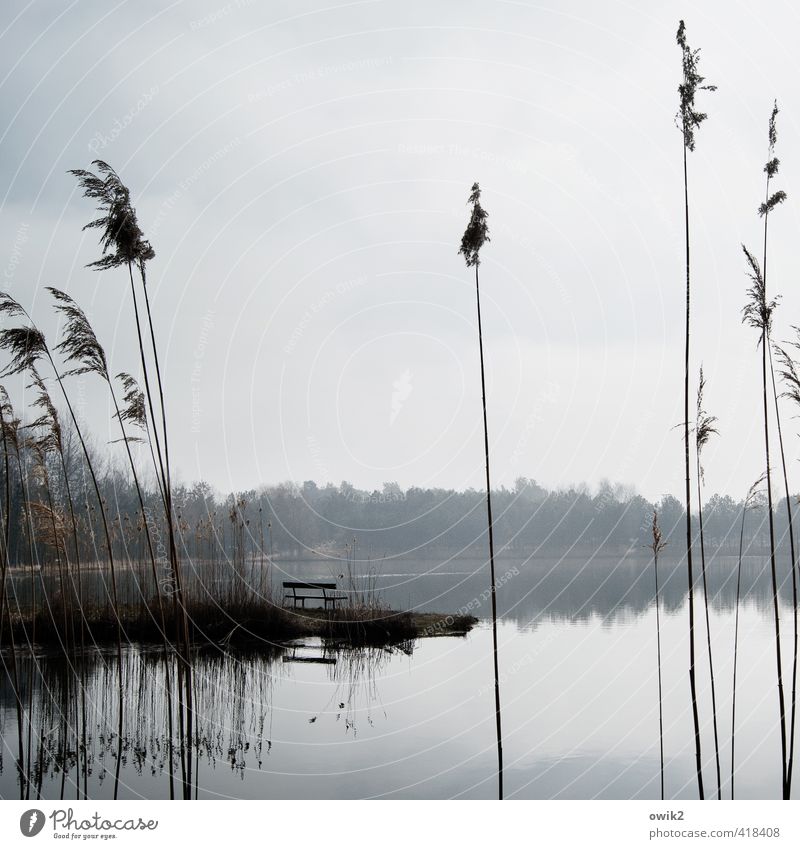 Sandbank Umwelt Natur Landschaft Pflanze Himmel Wolken Klima Wetter Schönes Wetter Baum Sträucher Riedgras Seeufer Freundlichkeit hell ruhig friedlich Frieden