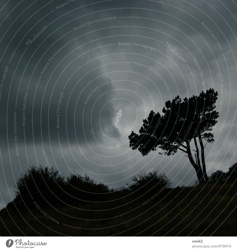 Sturmfrei Umwelt Natur Landschaft Pflanze Urelemente Himmel Wolken Gewitterwolken Klima Wetter Baum Sträucher Windflüchter Dornbusch stehen Wachstum warten