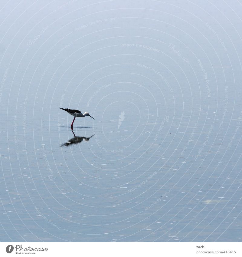 Esswahn | Singlefrühstück Essen Natur Wasser Küste Meer Camargue See Tier Vogel 1 Fressen stehen blau Appetit & Hunger Einsamkeit Ernährung Gedeckte Farben