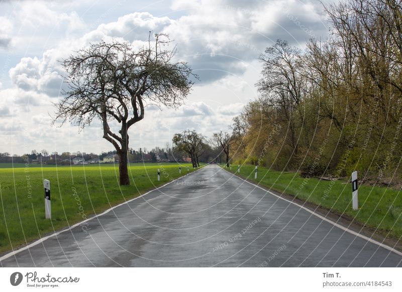 eine Landstraße im Frühling Brandenburg Straße Allee Baum Wege & Pfade Außenaufnahme Natur Landschaft Verkehrswege Menschenleer Farbfoto Tag Straßenverkehr