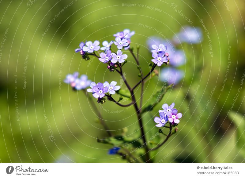 Vergissmeinnicht Vergißmeinnicht Vergißmeinnichtblüte blau Frühling Blume Blüte Pflanze Natur Farbfoto Blühend Schwache Tiefenschärfe Nahaufnahme Außenaufnahme