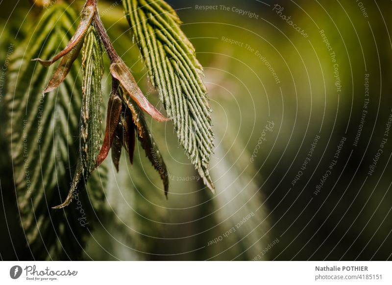 Knospe in Bäumen mit Blättern Blütenknospen Blatt Frühling Blattknospe grün Makroaufnahme Außenaufnahme Nahaufnahme Farbfoto Schwache Tiefenschärfe Wachstum