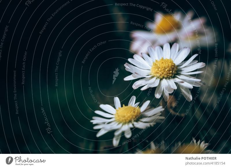 Gänseblümchen Nahaufnahme Margeriten Blume Frühling Sommer Natur weiß geblümt Garten Beautyfotografie frisch gelb Textfreiraum links