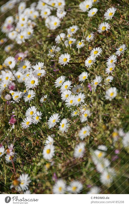 Gänseblümchen – sie sind wieder da! Wiese Frühling Blumenwiese Mehrjähriges Gänseblümchen Maßliebchen Tausendschön Monatsröserl Margritli Rasen Natur