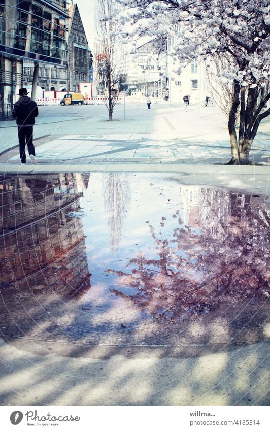 Frühling in der Stadt Blütenbaum Innenstadt Mandelbaum Spiegelung Pfütze City Marktplatz Platz Passanten blühend Frühlingsblüten Stadtfrühling urban Häuser