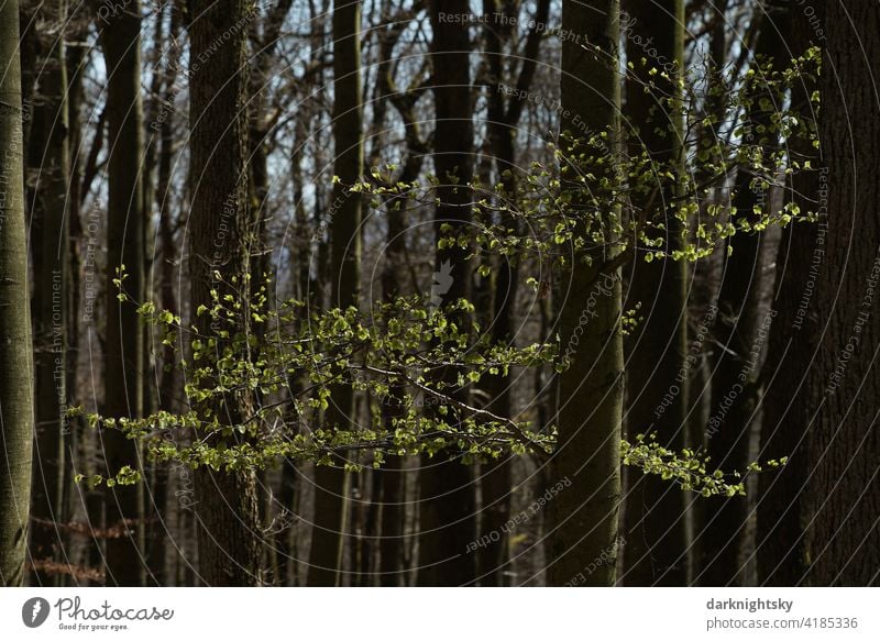 Buchen (Fagus) im Frühjahr mit austreibenden Blättern fagus Baum Menschenleer Natur Umwelt grün Blatt Farbfoto Wachstum Außenaufnahme Frühling Pflanze natürlich