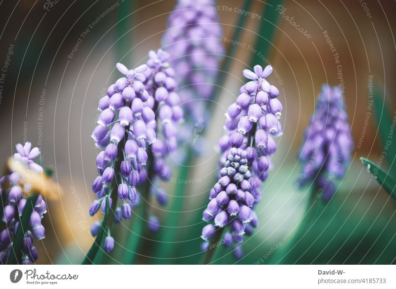 Traubenhyazinthen im Frühling Frühlingsblume lila Kunst schönheit Natur Blume Blüte Blühend