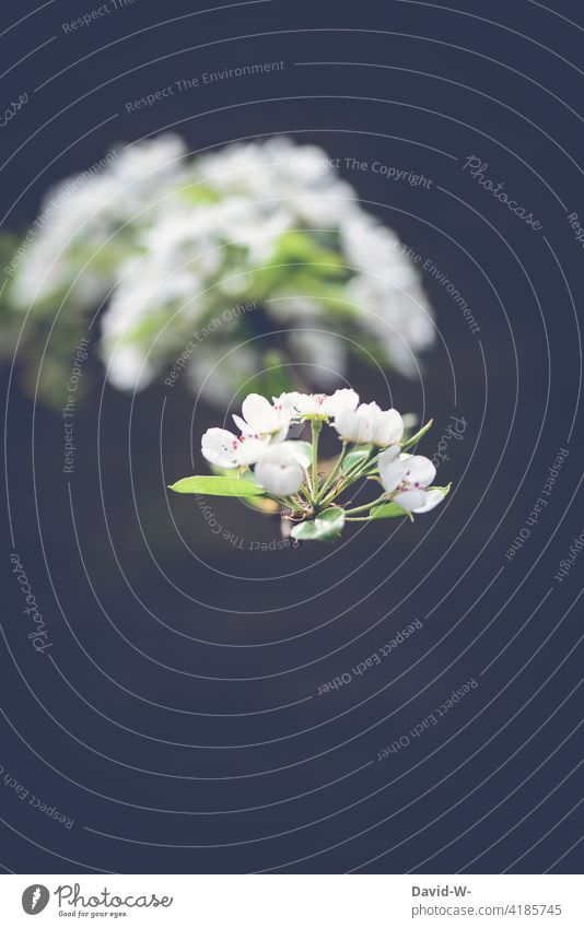 Kirschblüten vor schwarzem Hintergrund Frühling Kontrast blühen Süßkirschbaum Zweig Ast dunkel schön Natur Pflanze Blüte