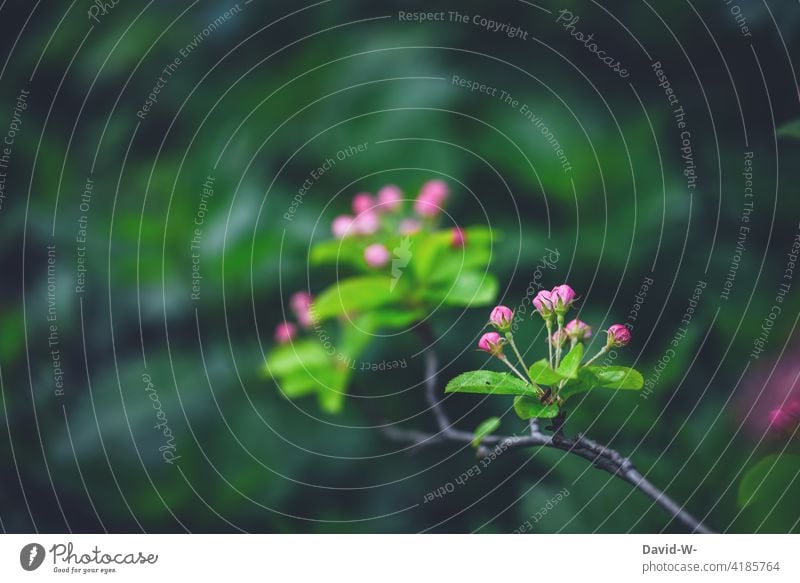 Knospen eines Apfelbaumes im Frühling Blüte Blütenknospen Wachstum Blühend Entwicklung grün