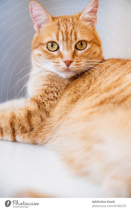 Aufmerksame Katze mit grünen Augen zu Hause katzenhaft Tier Haustier achtsam Starrer Blick grüne Augen Porträt heimwärts Fokus Maul dünn Schnurrhaar Säugetier