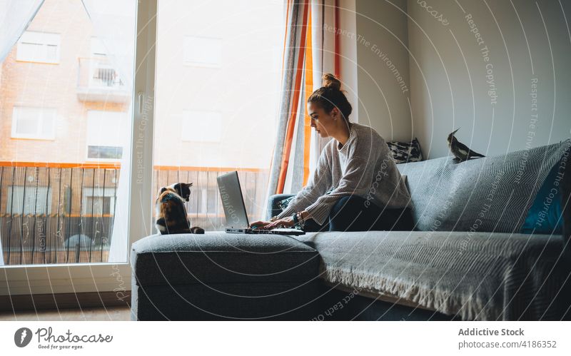 Konzentrierte junge Frau, die mit ihrem Netbook online arbeitet, während sie mit ihrer Katze auf dem Sofa sitzt Arbeit Laptop abgelegen Kattun Zusammensein