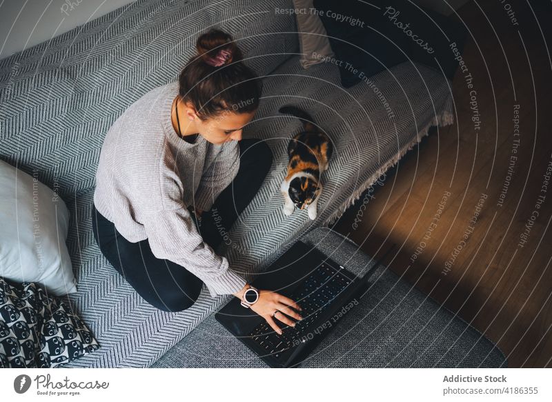 Konzentrierte junge Frau, die mit ihrem Netbook online arbeitet, während sie mit ihrer Katze auf dem Sofa sitzt Arbeit Laptop abgelegen Kattun Zusammensein