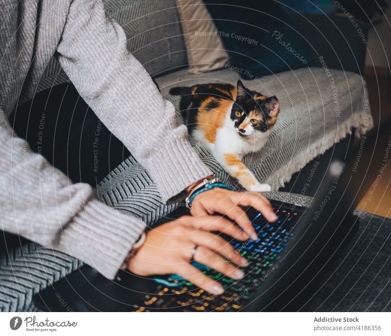 Bildausschnitt einer jungen Frau, die mit ihrem Netbook online arbeitet, während sie mit ihrer Katze auf dem Sofa sitzt Arbeit Laptop abgelegen Kattun