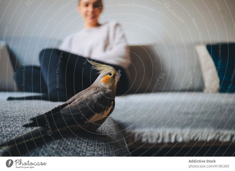 Niedlicher Nymphicus hollandicus Vogel auf der Couch in einer gemütlichen Wohnung stehend Nymphensittich Sofa Appartement Tier exotisch Ornithologie Kreatur