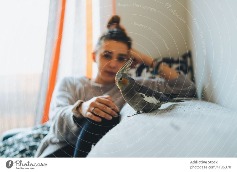 Niedlicher Nymphicus hollandicus Vogel auf der Couch in einer gemütlichen Wohnung stehend Nymphensittich Sofa Appartement Tier exotisch Ornithologie Kreatur