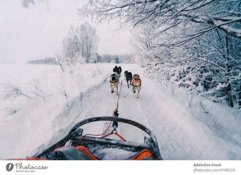 Schlittenhunde ziehen einen Schlitten auf einem verschneiten Weg in der Nähe eines Waldes an einem bedeckten Wintertag Hund Schnee Straße Tier Verkehr Tradition