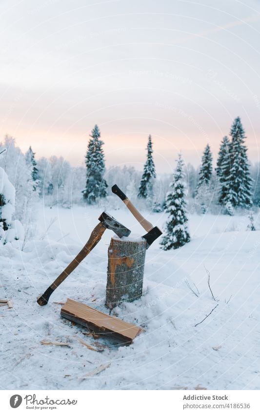 Baumstumpf mit Schubäxten im verschneiten Nadelwald bei Sonnenuntergang Totholz Axt Schnee Wald Winter Tanne Natur nadelhaltig malerisch Frost kalt Landschaft