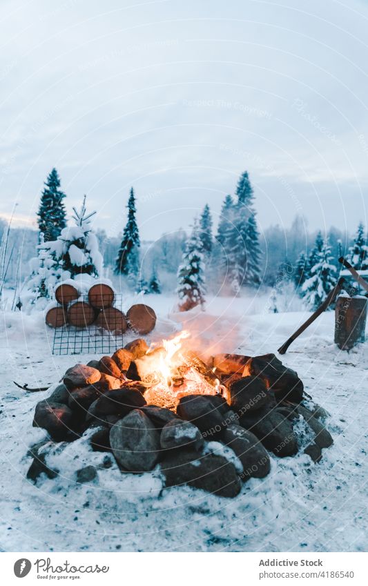 Lagerfeuer gegen verschneite Bäume im Winterwald Freudenfeuer Wald Schnee Brandwunde Natur vegetieren Einsamkeit Tipi nadelhaltig Wälder Winterzeit bewachsen