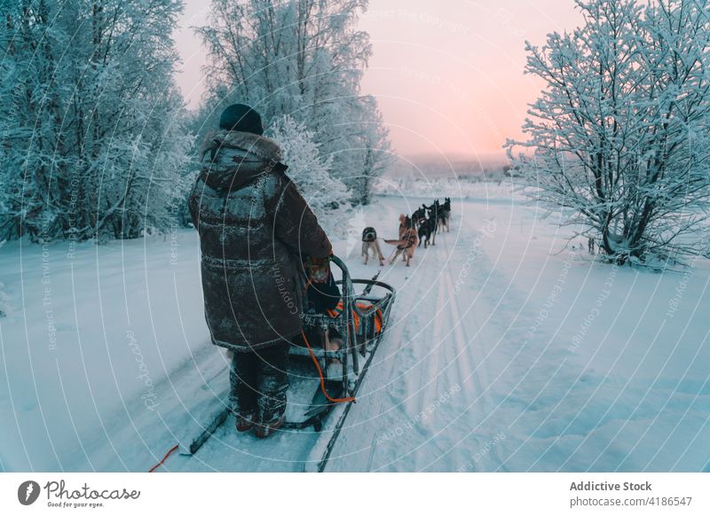 Schlittenhunde ziehen einen Schlitten auf einem verschneiten Weg in der Nähe eines Waldes an einem bedeckten Wintertag Hund Schnee Straße Tier Verkehr Tradition