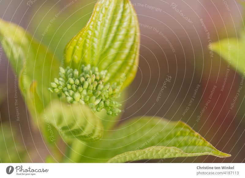 Maigrün ...  Frische Blätter und Blütenknospe des Purpur-Hartriegels / Cornus alba "sibirica" Cornus alba sibirica Rotholz-Hartriegel Austrieb Blattaustrieb