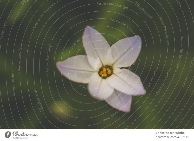 weiße Blüte im Frühling vor grünem Hintergrund Zwiebelblume Frühlingsblüher blühend Pflanze Blume Natur Garten Schwache Tiefenschärfe schön Nahaufnahme