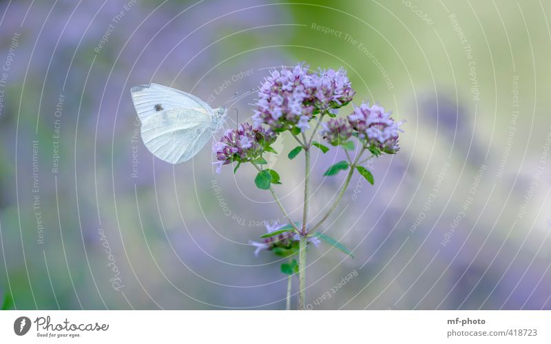 Zitronenfalter Natur Pflanze Tier Sommer Garten Schmetterling 1 schön blau grün violett weiß Farbfoto