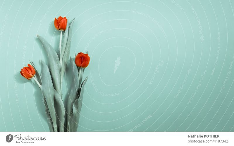 Rote Tulpen auf türkisem Hintergrund Tulpenblüte Blume Frühling Blüte Frühlingsblume Blühend Farbfoto Pflanze grün Menschenleer rosa rot Blumenstrauß