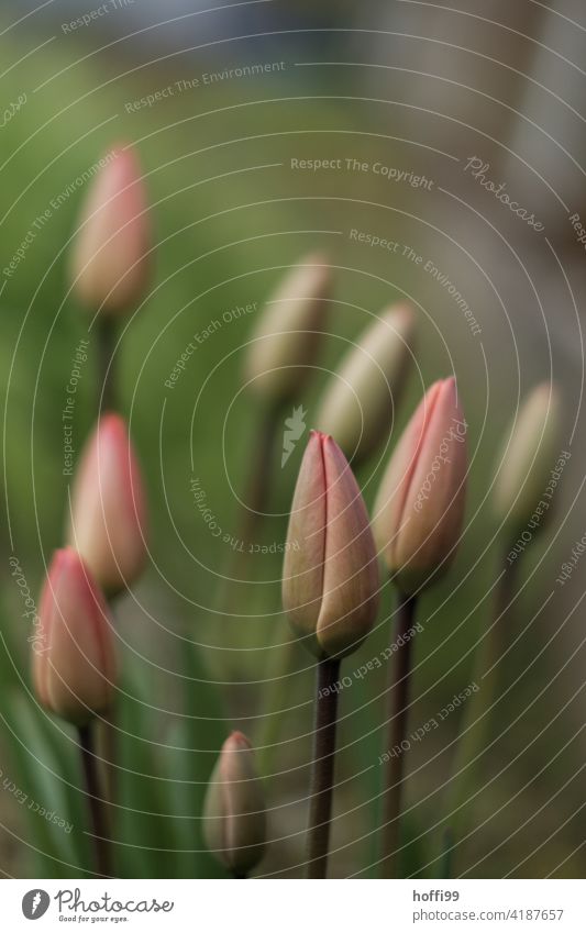 geschlossene Tulpen im Beet Tulpenknospe Tulpenfeld Blume Frühling Tulpenblüte Natur rosa grün wachsen sprießen sanft sanftes licht weiches Licht empfindlich