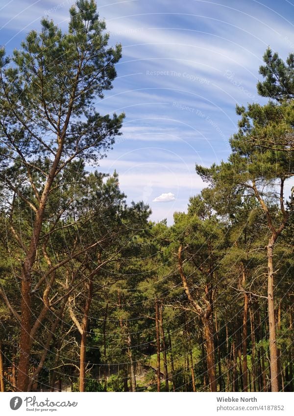 Bäume mit Wolke am blauen Himmel bäume wald Wolkenhimmel Wald grüner Hintergrund Natur Landschaft Umwelt Schönes Wetter Licht