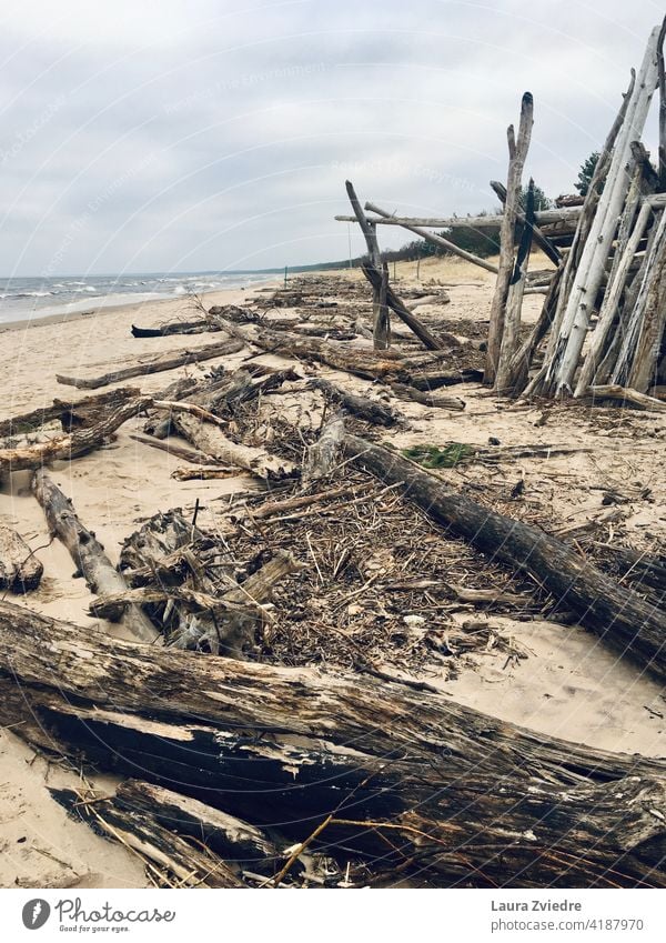 Treibholz am Strand Strandleben Sand Holz alte Bäume MEER Küstenlinie Wintertag Ostsee Wasser Sandstrand bewölktes Wetter Wolkenhimmel Ferne Umwelt