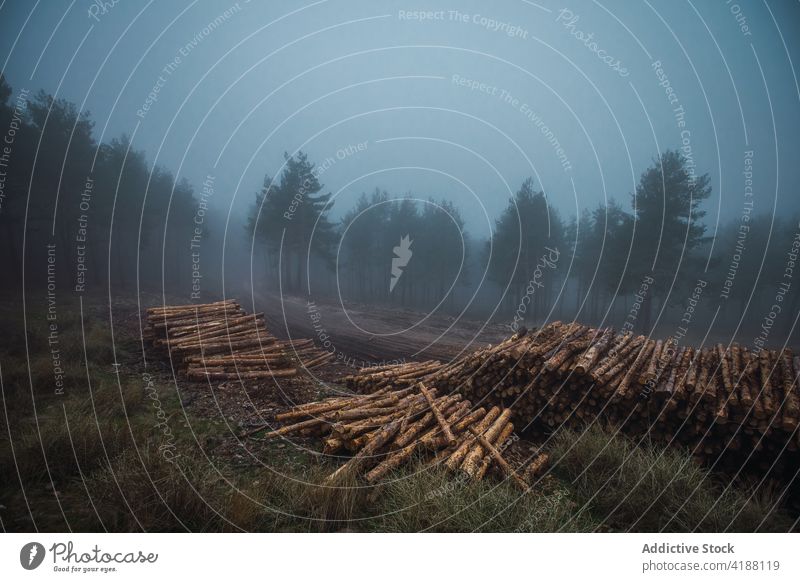 Holzstapel vor Bäumen im Abendnebel Natur Himmel Landschaft Nutzholz Baum vegetieren Umwelt Einsamkeit Haufen natürlich Material Reihe Kofferraum Gras Nebel