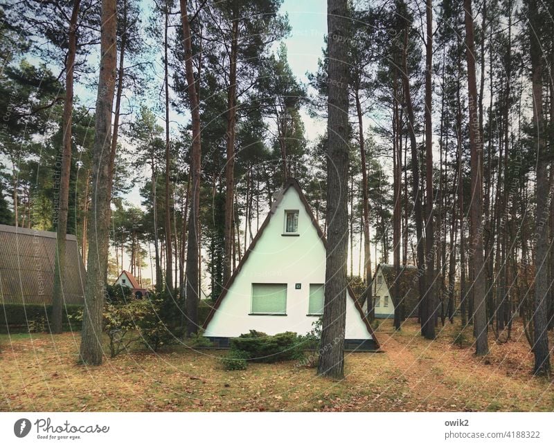 Dreiecksverhältnis Feriensiedlung Bungalows Natur Farbfoto Außenaufnahme einfach Erholung Wald Baum Landschaft Dachschräge Ferienhütte Ferienhaus Baumstämme