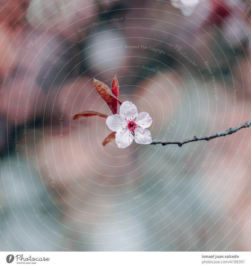 Kirschblüte im Frühling Kirschblüten Sakura-Blüte Kirschbaum Kirsche Sakurabaum Blume rosa Blütenblätter geblümt Flora Natur natürlich dekorativ