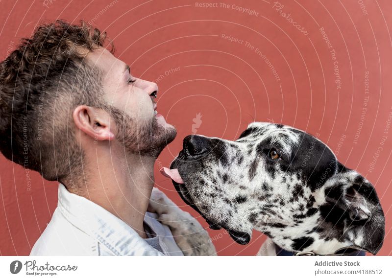 Junger Mann und reinrassiger Hund umarmen sich auf der Straße Deutsche Dogge Umarmung bester Freund Liebe Vertrauen Besitzer Tier Haustier gehorsam Begleiter