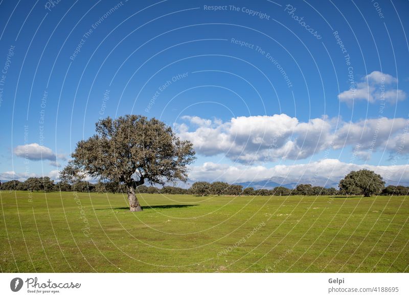 Schöne Wolken über einer Wiese Cloud Feld Natur Himmel Landschaft Gras Ackerbau Bauernhof Sommer ländlich Sonne schön im Freien Pflanze Wetter Sonnenlicht blau