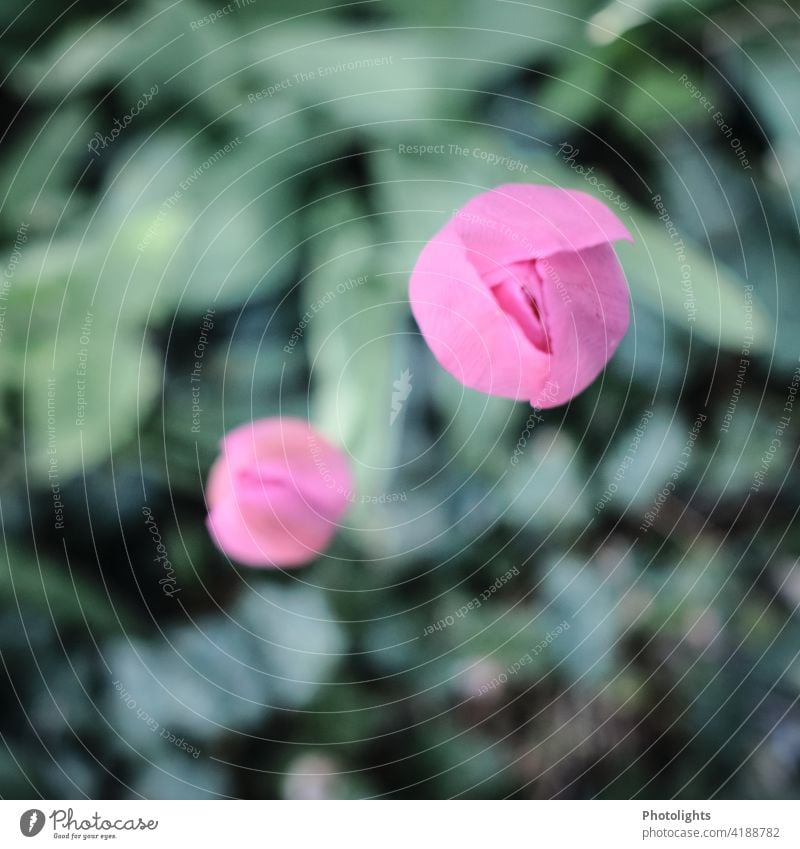 Rosa Tulpen von oben fotografiert Blatt Innenaufnahme rosa Menschenleer grün Pflanze Farbfoto Blühend Frühlingsblume Blüte Blume Tulpenblüte Blütenblatt