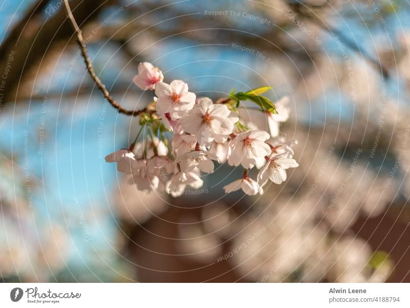 Kirschblüte Kirschblüten Blüte Blume Blumen Baum Frühling Pflanze Wachstum Natur Bokeh