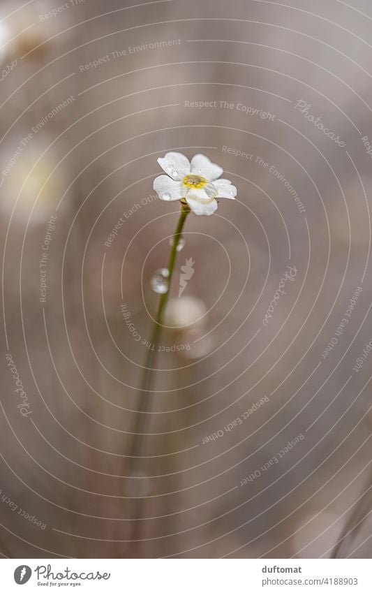 Kleine weiße Blüte mit Regen Tropfen Ast Pflanze Natur Zweig Frühling Baum Außenaufnahme Wachstum Himmel Regentropfen Reflektion reflektieren Haus Wohnhaus