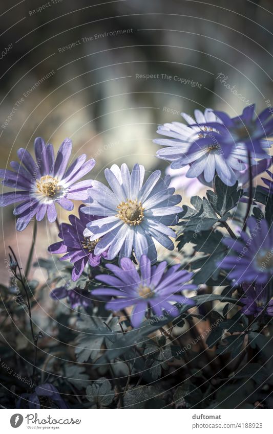 Makroaufnahme von lila Balkan-Windröschen Anemone blanda Frühling Strahlen Anemone Natur natürlich Nahaufnahme balkan-windröschen Pflanze Botanik Pflanzen