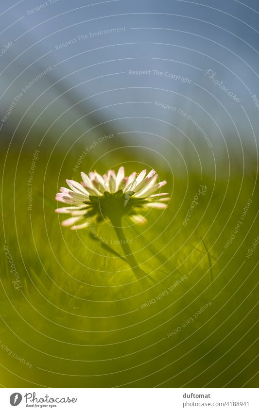 Makroaufnahme eines Gänseblümchens im Gras Frühling Natur natürlich Nahaufnahme Pflanze Blätter Gänseblümchenblüten Pflanzen Detailaufnahme Jahreszeiten Blüte