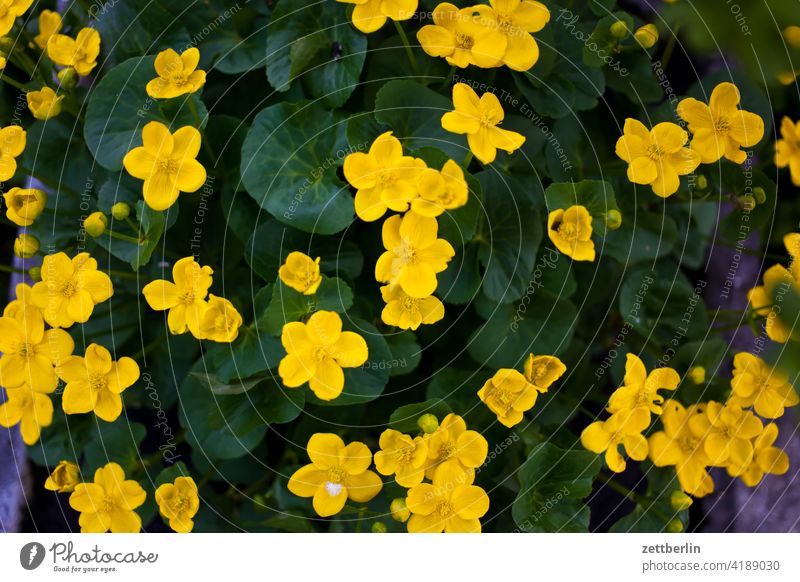 Caltha palustris blühen blüte dämmerung erholung erwachen ferien frühjahr frühling frühlingserwachen garten kleingarten kleingartenkolonie knospe menschenleer