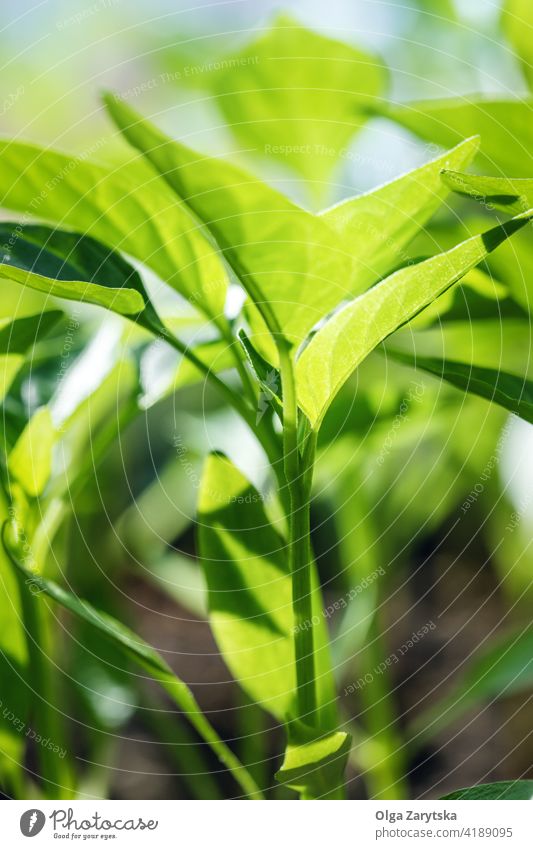 Junge Paprika-Setzlinge. Keimling hintergrundbeleuchtet Ackerbau Pflanze wachsen organisch Garten Frühling jung umgebungsbedingt Gemüse heimwärts Samen