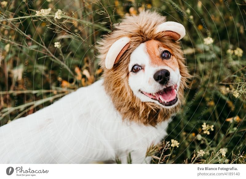 niedlichen Jack Russell Hund trägt ein Löwenkostüm auf dem Kopf. Glücklicher Hund im Freien in der Natur in gelben Blumen Wiese. Sonnig Frühling jack russell