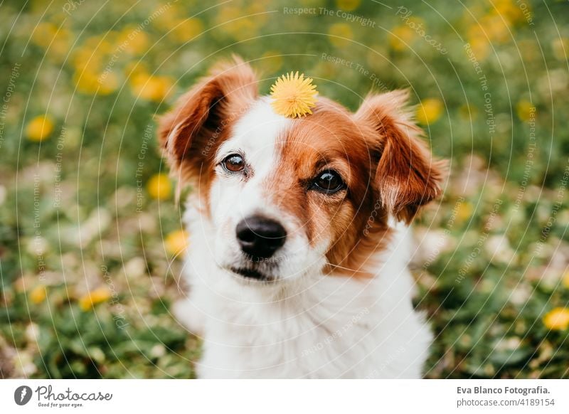 niedlichen Jack Russell Hund mit gelber Blume auf dem Kopf. Glücklicher Hund im Freien in der Natur in gelben Blumen Park. Sonniger Frühling jack russell Spaß